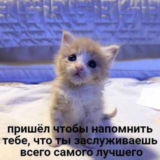 Telegram profile photo for ворованные мемы из твиттера