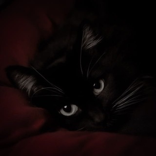 Telegram profile photo for :: цирк на дроті🎱