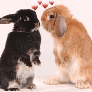 Telegram profile photo for -Uнфо кастрюбли!!,