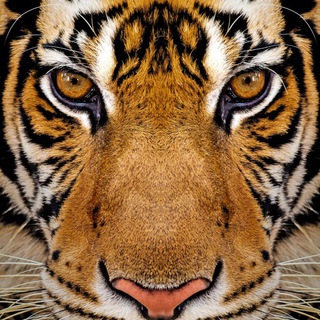 Telegram profile photo for Binomo Tigers π―
