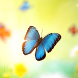 Telegram profile photo for Airdrop Butterfly🦋