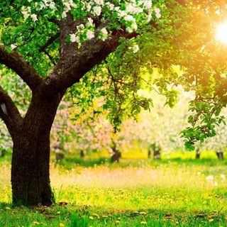 Telegram profile photo for АНМ / 🌿 Ассоциация Натуральной Медицины 🌿 Association of Natural Medicine 🌿 ANM ☀️