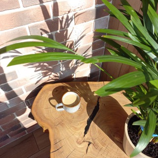 Telegram profile photo for пчЁла и растения🌱