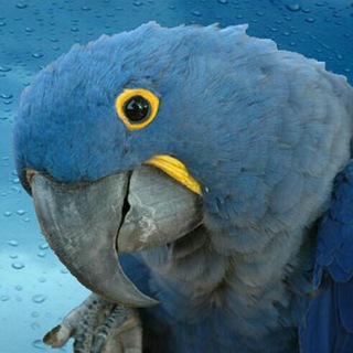 Telegram profile photo for parsparrot.com مرکز طوطی سانان پارس