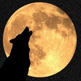 Telegram profile photo for FullMoon Portal