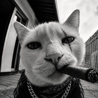 Telegram profile photo for Reklam/⁰\ڕیـــکـــلـام