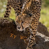 Telegram profile photo for Прочее