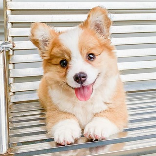 Telegram profile photo for Ветеринария и зоология