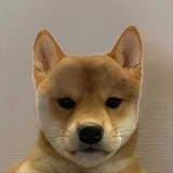 Telegram profile photo for DOG NO HAT | Portal