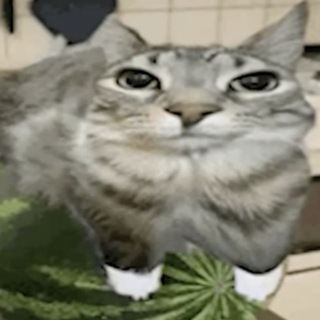 Telegram profile photo for no.troubles