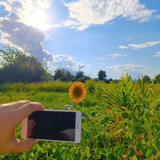 Telegram profile photo for Программист в селе