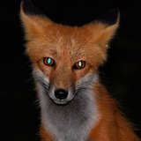 Telegram profile photo for ПЕРЕХОДНИК ЛИС МАЦИС