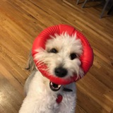 Telegram profile photo for Doggo Digs