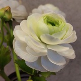 Telegram profile photo for loryfleur - цветы из полимерной глины