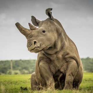 Telegram profile photo for As an animal