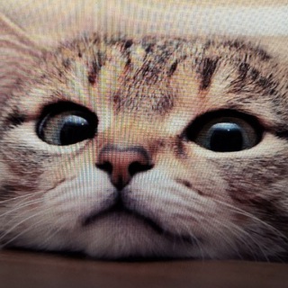 Telegram profile photo for Мяу и точка