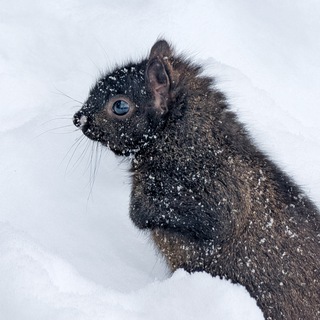 Telegram profile photo for Лавандовый raw