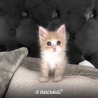 Telegram profile photo for Мы? | Коты пикчи мемы