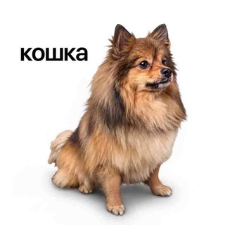 Telegram profile photo for Felix курсы по дропам