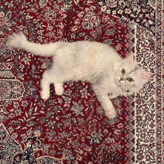 Telegram profile photo for أثر
