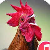 Telegram profile photo for Просто гугл Петух