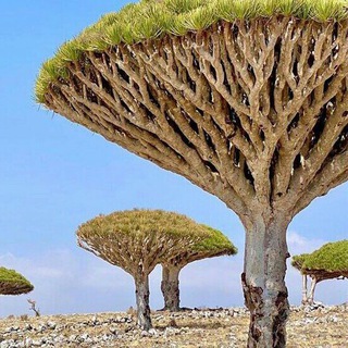 Telegram profile photo for جزيرة سقطرى-Socotra ❶