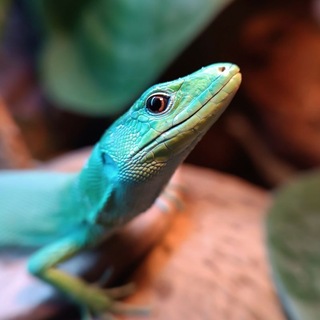 Telegram profile photo for фу у них лапки