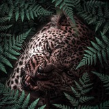 Telegram profile photo for Join Pantherpips