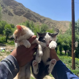 Telegram profile photo for HARD раздачки