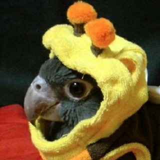 Telegram profile photo for Important birds