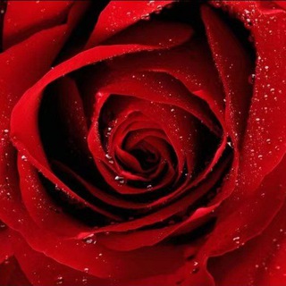 Telegram profile photo for Rose_玫瑰 🌹