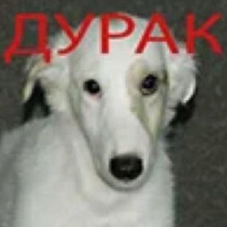 Telegram profile photo for лæппын!