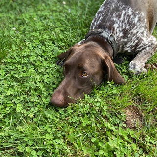Telegram profile photo for 4 DOGS FAMILY