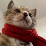 Telegram profile photo for ʍᴀhᴀ sᴛᴏrᴇ