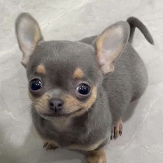 Telegram profile photo for продажа номеров🫶🏼