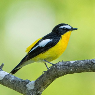 Telegram profile photo for Lifer tours Birdwatching