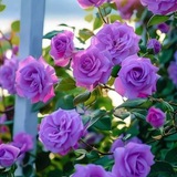 Telegram profile photo for القرأن الكريم الشيخ ماهر المعيقلي مكه المكرمه