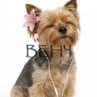 Telegram profile photo for Бенгорнчик