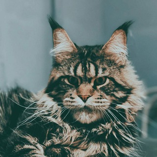 Telegram profile photo for VladMira Питомник Мейн кунов!
