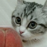 Telegram profile photo for Персиковое дерево🍑