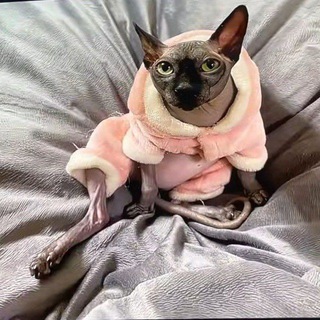 Telegram profile photo for Дом Лунтика