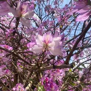 Telegram profile photo for Connect with nature