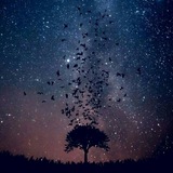 Telegram profile photo for الغصن المهمش🥀