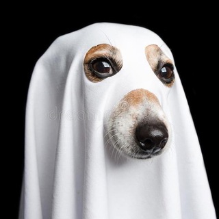 Telegram profile photo for собака по имени Смех