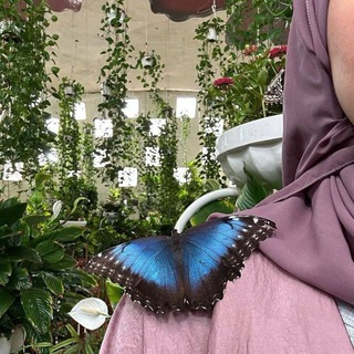 Telegram profile photo for - مَليئة بَـ الفرأشاتِ 🦋 ↻."
