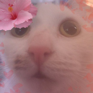 Telegram profile photo for Прикольные Кошачьи Мемы