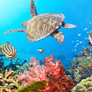 Telegram profile photo for Diving krabi