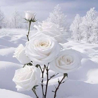 Telegram profile photo for پروژه_تبلیغات