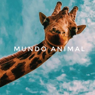 Telegram profile photo for MUNDO ANIMAL RESPALDO