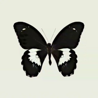 Telegram profile photo for 𝔚 + गुफामा मौन °